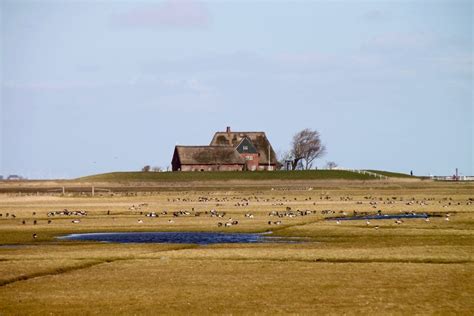 hallig hoche urlaub.